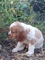 Bo, a male Cocker Spaniel and Cockalier for sale in Arroyo Grande, CA – 2 of 10