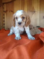 Clover, a male Cockalier for sale in Arroyo Grande, CA – 5 of 10