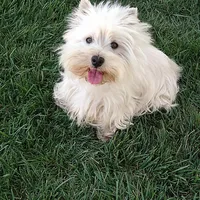 Geneva, a female West Highland White Terrier for sale in Arroyo Grande, CA – Photo 6 of 6