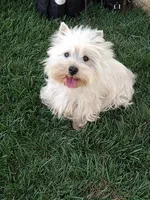 Geneva, a female West Highland White Terrier for sale in Arroyo Grande, CA – Photo 6 of 6