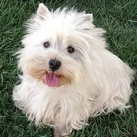 Geneva, a female West Highland White Terrier for sale in Arroyo Grande, CA – Photo 1 of 6