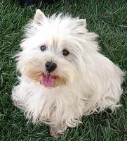 Geneva, a female West Highland White Terrier for sale in Arroyo Grande, CA – Photo 1 of 6