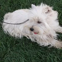 Geneva, a female West Highland White Terrier for sale in Arroyo Grande, CA – Photo 3 of 6