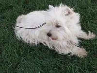 Geneva, a female West Highland White Terrier for sale in Arroyo Grande, CA – Photo 3 of 6