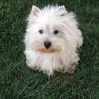 Geneva, a female West Highland White Terrier for sale in Arroyo Grande, CA – Photo 4 of 6