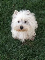 Geneva, a female West Highland White Terrier for sale in Arroyo Grande, CA – Photo 4 of 6