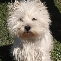 Geneva, a female West Highland White Terrier for sale in Arroyo Grande, CA – Photo 2 of 6