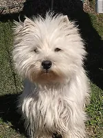 Geneva, a female West Highland White Terrier for sale in Arroyo Grande, CA – Photo 2 of 6