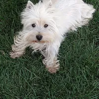 Geneva, a female West Highland White Terrier for sale in Arroyo Grande, CA – Photo 5 of 6