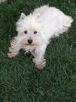 Geneva, a female West Highland White Terrier for sale in Arroyo Grande, CA – Photo 5 of 6