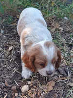 Bo, a male Cocker Spaniel and Cockalier for sale in Arroyo Grande, CA – 10 of 10