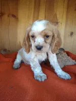 Clover, a male Cockalier for sale in Arroyo Grande, CA – 2 of 10