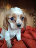 Buttercup , a female Cockalier for sale in Arroyo Grande, CA – 5 of 9