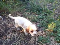 Merrygold, a female Cocker Spaniel and Cockalier for sale in Arroyo Grande, CA – 6 of 6