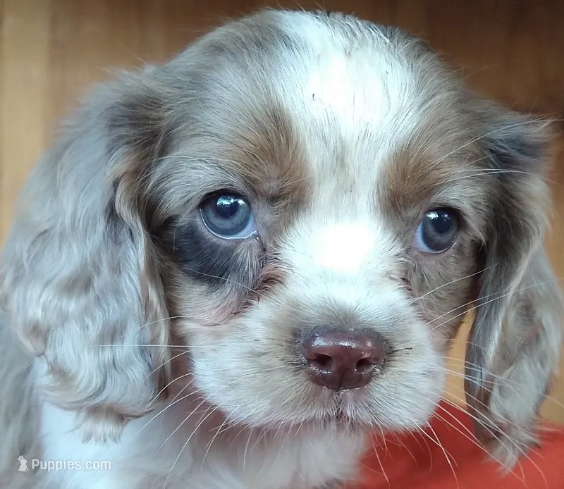 Zephyr  – Cockalier puppy for sale in Arroyo Grande, CA