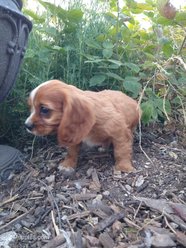 Jeffrey  – Cockalier puppy for sale in Arroyo Grande, CA
