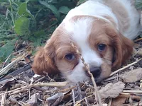 Bo, a male Cocker Spaniel and Cockalier for sale in Arroyo Grande, CA – 5 of 10