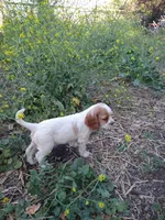 Merrygold, a female Cocker Spaniel and Cockalier for sale in Arroyo Grande, CA – 4 of 6