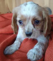 Buttercup , a female Cockalier for sale in Arroyo Grande, CA – 6 of 9