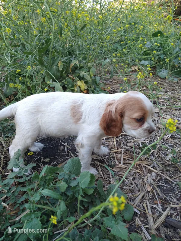 Merrygold – Cocker Spaniel, Cockalier puppy for sale in Arroyo Grande, CA