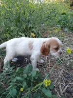 Merrygold, a female Cocker Spaniel and Cockalier for sale in Arroyo Grande, CA – 2 of 6