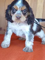 Cocoa, a male Cockalier for sale in Arroyo Grande, CA – 10 of 10