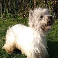 McTavish , a male West Highland White Terrier for sale in Arroyo Grande, CA – Photo 3 of 10