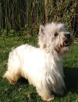 McTavish , a male West Highland White Terrier for sale in Arroyo Grande, CA – Photo 3 of 10