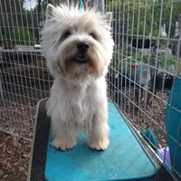 McTavish , a male West Highland White Terrier for sale in Arroyo Grande, CA – Photo 7 of 10