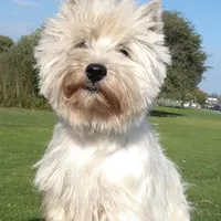 McTavish , a male West Highland White Terrier for sale in Arroyo Grande, CA – Photo 2 of 10