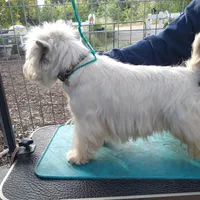 McTavish , a male West Highland White Terrier for sale in Arroyo Grande, CA – Photo 8 of 10