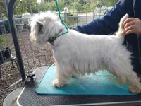 McTavish , a male West Highland White Terrier for sale in Arroyo Grande, CA – Photo 8 of 10