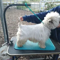 McTavish , a male West Highland White Terrier for sale in Arroyo Grande, CA – Photo 9 of 10