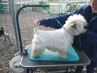 McTavish , a male West Highland White Terrier for sale in Arroyo Grande, CA – Photo 9 of 10