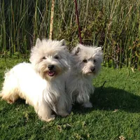 McTavish , a male West Highland White Terrier for sale in Arroyo Grande, CA – Photo 10 of 10