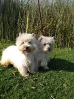 McTavish , a male West Highland White Terrier for sale in Arroyo Grande, CA – Photo 10 of 10