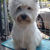 McTavish , a male West Highland White Terrier for sale in Arroyo Grande, CA – Photo 5 of 10