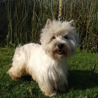 McTavish , a male West Highland White Terrier for sale in Arroyo Grande, CA – Photo 6 of 10