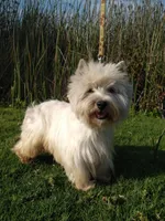 McTavish , a male West Highland White Terrier for sale in Arroyo Grande, CA – Photo 6 of 10