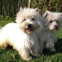 McTavish , a male West Highland White Terrier for sale in Arroyo Grande, CA – Photo 4 of 10
