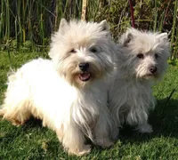 McTavish , a male West Highland White Terrier for sale in Arroyo Grande, CA – Photo 4 of 10