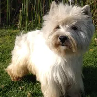 McTavish , a male West Highland White Terrier for sale in Arroyo Grande, CA – Photo 1 of 10