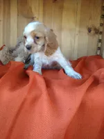 Clover, a male Cockalier for sale in Arroyo Grande, CA – 10 of 10