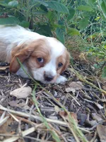 Bo, a male Cocker Spaniel and Cockalier for sale in Arroyo Grande, CA – 9 of 10