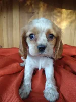 Buttercup , a female Cockalier for sale in Arroyo Grande, CA – 2 of 9