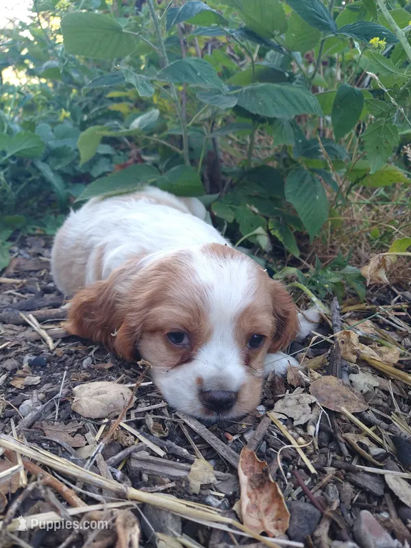 Bo – Cocker Spaniel, Cockalier puppy for sale in Arroyo Grande, CA
