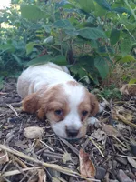 Bo, a male Cocker Spaniel and Cockalier for sale in Arroyo Grande, CA – 1 of 10