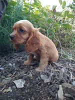 Ginger, a female Cockalier for sale in Arroyo Grande, CA – 7 of 9
