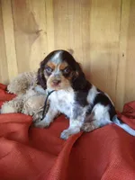 Cocoa, a male Cockalier for sale in Arroyo Grande, CA – 7 of 10