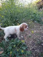Merrygold, a female Cocker Spaniel and Cockalier for sale in Arroyo Grande, CA – 3 of 6